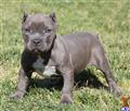 American Pit Bull